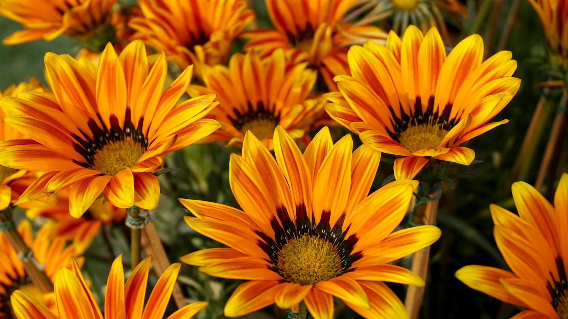 Online Therapy Colorado | Support for Highly Sensitive Persons | Online Therapy CO | Colorado | image3